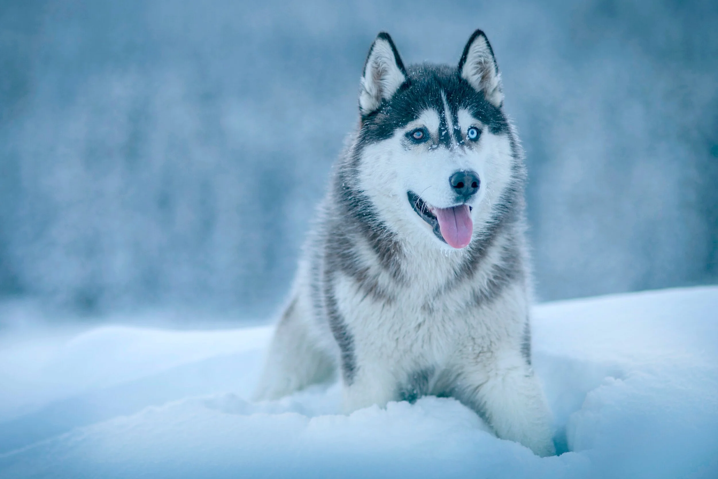 Common malamute names sales